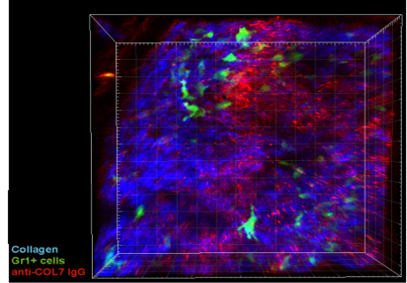 Graduations in 2020 Martti Klockemann (01/2020)  Fengyuan Deng (02/2020)  Rebecca Pfündl (10/2020)      Congratulations!   GRK1727 "Modulation of Autoimmunity"